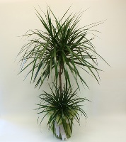 İki Köklü Zarif Dracena - Gebze Çiçekçi