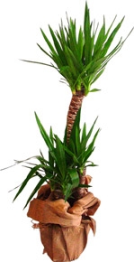 İkili Yucca Çiçeği - Gebze Çiçekçi