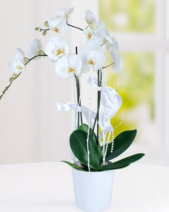 Phalaenopsis Orkide - Gebze Çiçekçi