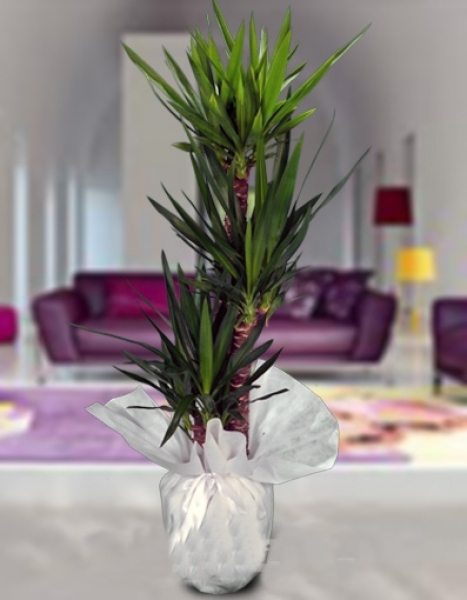 Üçlü Yucca Saksı Bitkisi - Gebze Çiçekçi